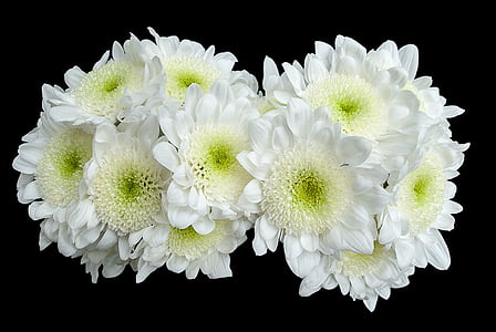 white flowers thumbnail