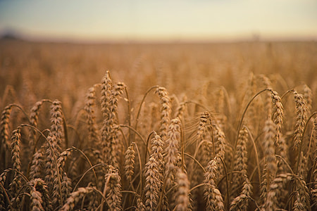 close-up photography of wheat field thumbnail