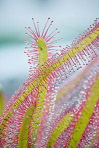 selective focus photography of yellow and pink plant thumbnail