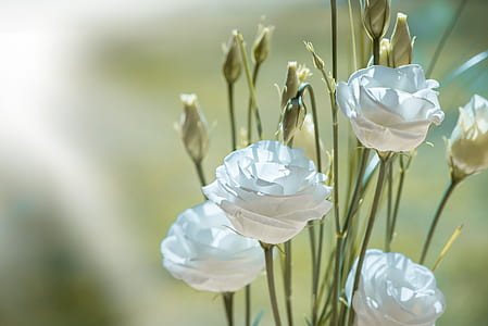 selective focus photo of white flowers thumbnail