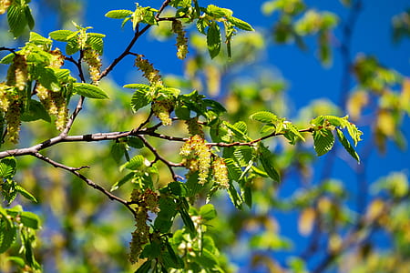 green leaves thumbnail
