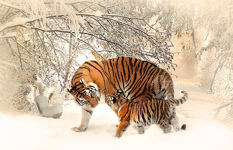 orange tiger and cub standing near bare tree covered with snow thumbnail
