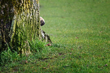 tree surrounded by green grass at daytime thumbnail