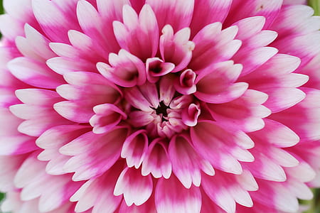 closeup photo of pink petaled flower thumbnail