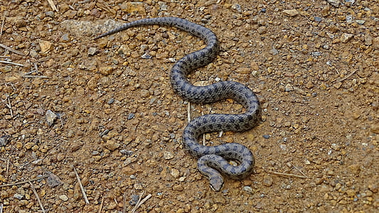 gray snake on ground thumbnail
