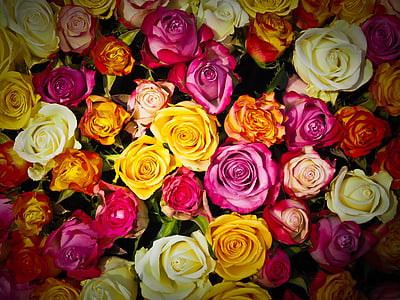 orange, yellow, and pink flowers thumbnail