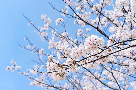 white petaled flowers in bloom thumbnail
