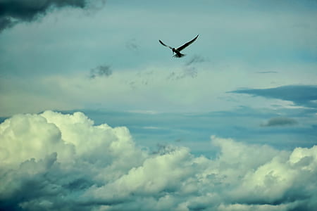silhouette of flying bird thumbnail