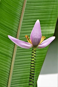 closeup photo of purple banana flower thumbnail