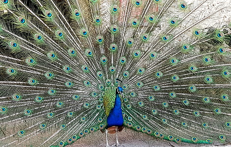blue and green peacock at daytime thumbnail