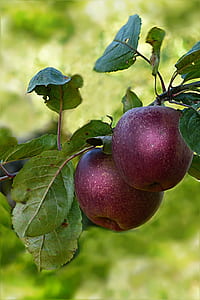 two red apples thumbnail