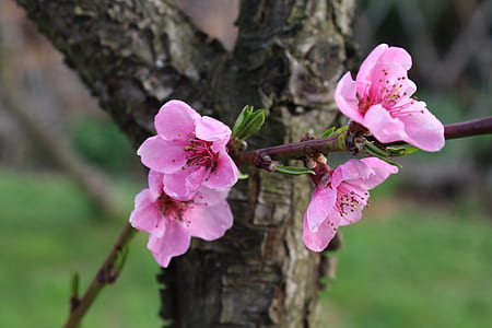 selective focus photography of pink petaled flowers thumbnail