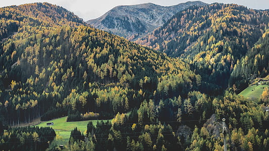 green mountain with tall trees at daytime thumbnail