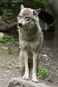 gray wolf steeping on stone thumbnail