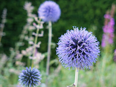 selective focus photography of purple globe thistle flowers thumbnail