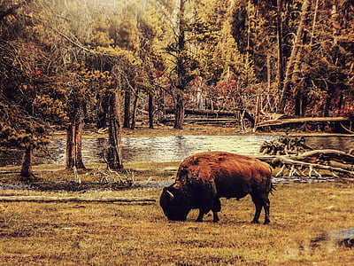 brown and black bison on green grass field painting thumbnail