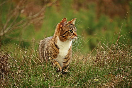 brown Tabby cat thumbnail