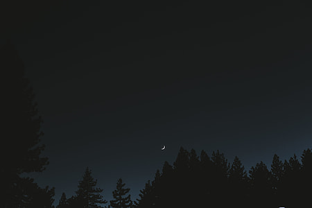 silhouette of trees under moon thumbnail