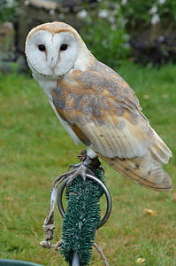 white and beige owl perching thumbnail