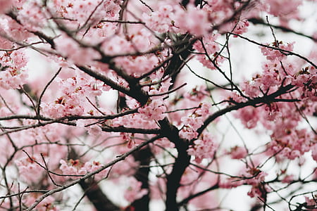 pink cherry blossoms in bloom closeup photography thumbnail