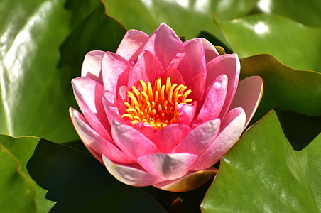 close-up photo of pink petaled flowers thumbnail