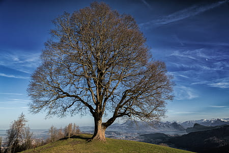 brown bare tree on top of hill thumbnail