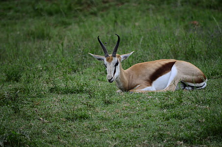 brown and white animal on green grass thumbnail
