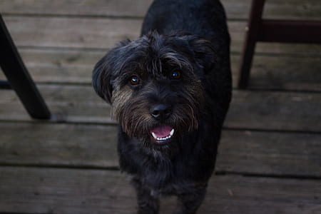 adult black shih tzu closeup photography thumbnail