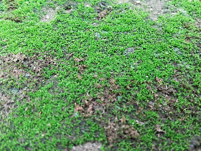 landscape, nature, field, summer thumbnail