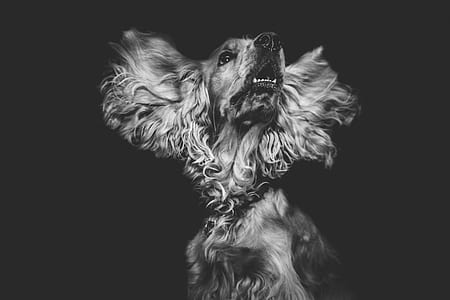 grayscale photo of Spanish cocker spaniel thumbnail