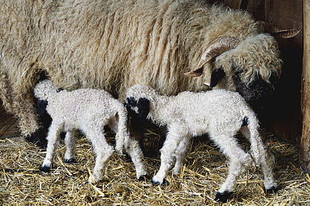 two white and black sheeps thumbnail