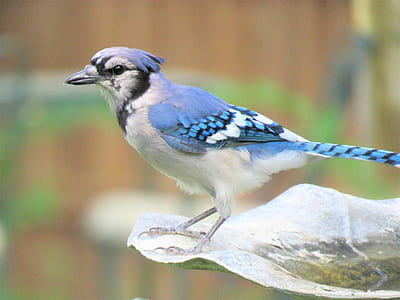 bird on leaf thumbnail