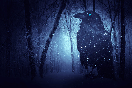 photo of black crow surrounded by snow thumbnail