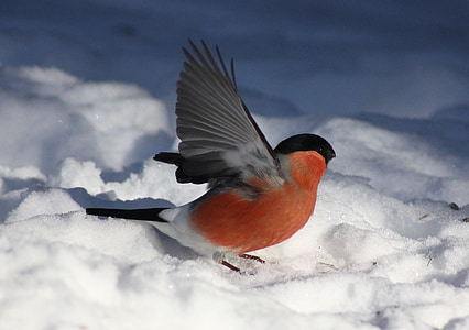 selective focus photography of common bullfinch thumbnail