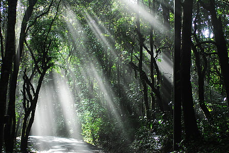 photography of empty road in between trees at daytime thumbnail