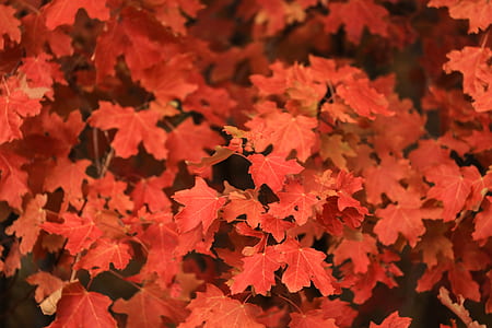 closeup photo of red leafed tree thumbnail
