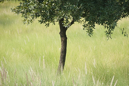 green leafed tree surrounded by grasses thumbnail