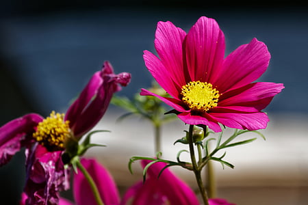 shallow focus photography of pink flowers thumbnail