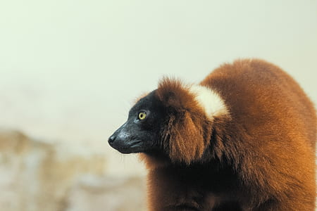 brown and white animal thumbnail