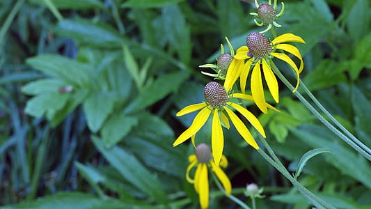 Group of Prairie Coneflowers thumbnail