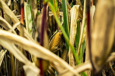 food, field, summer, countryside thumbnail