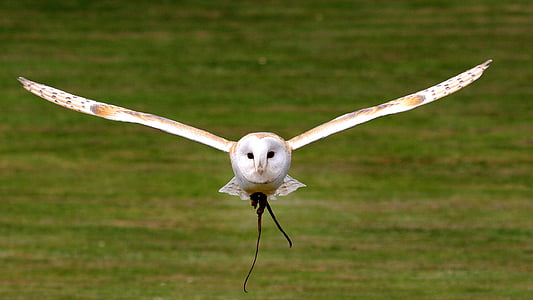 close-up photography of white and brown barn owl flying carrying prey thumbnail
