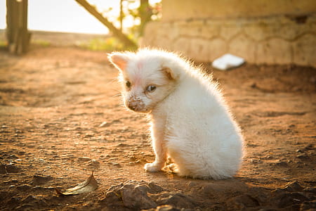 photography of animal on ground thumbnail