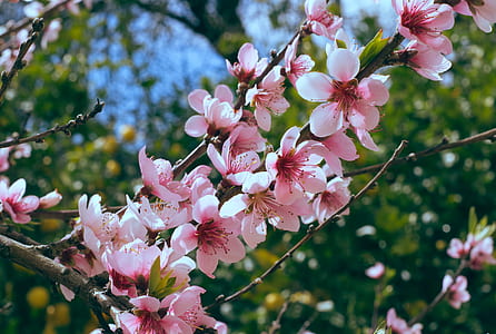 nature, flowers, branches, petals thumbnail