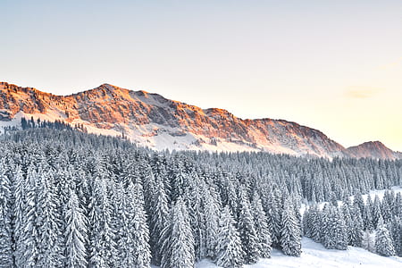 landscape photography of trees coated with white snow thumbnail