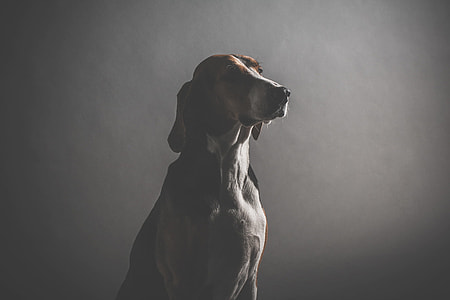 white and brown dog standing in front of gray wall thumbnail