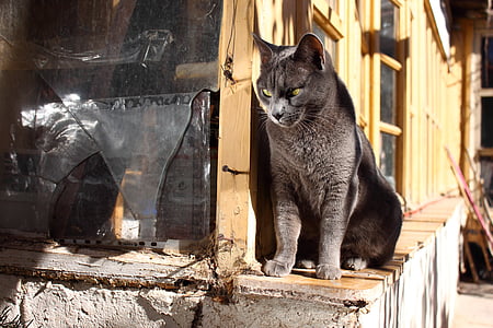 gray cat near window thumbnail