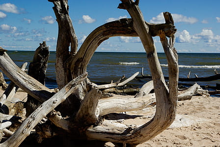 driftwood near body of water thumbnail