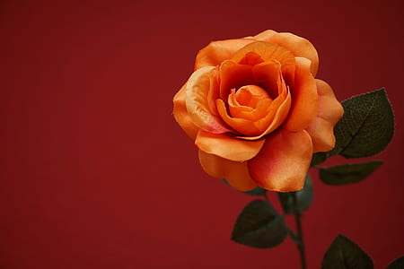 orange rose flower macro photography thumbnail
