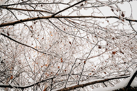 cold, snow, wood, nature thumbnail